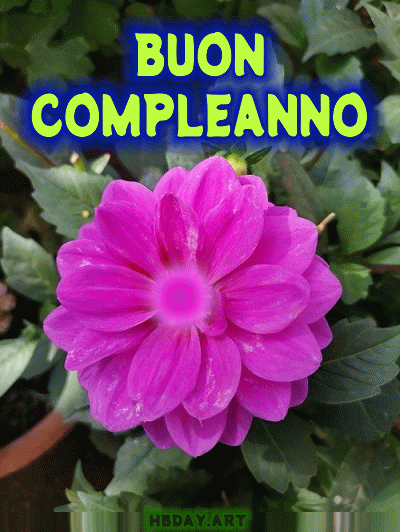 buon compleanno rose fiore gif