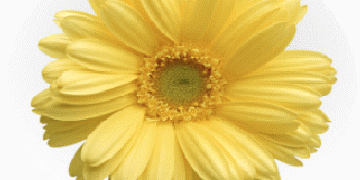 Buon Compleanno Angelica gifs immagini