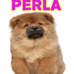 Buon Compleanno Perla